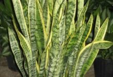 Sansevieria trifasciata Laurentii Striped Mother in laws Tongue4 412x313 1
