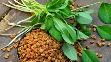 همه مشکلات موهاتو به این گیاه ارزان قیمت بسپار | بدون هزینه های زیاد موهای ابریشمی و سالم داشته باش 9 d987d985d987 d985d8b4daa9d984d8a7d8aa d985d988d987d8a7d8aad988 d8a8d987 d8a7db8cd986 daafdb8cd8a7d987 d8a7d8b1d8b2d8a7d986 d982db8cd985 656eb171bdd2c