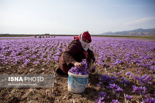 هر ماه ۱۰ تن زعفران به خارج قاچاق می‌شود/صادرات ۲۰۰ تن زعفران به ۶۷ کشور