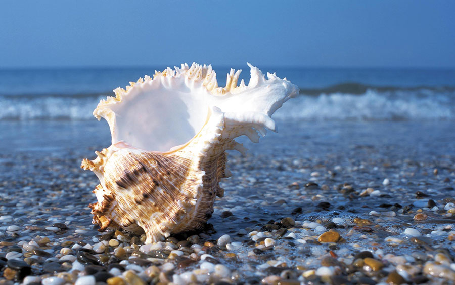 seashell