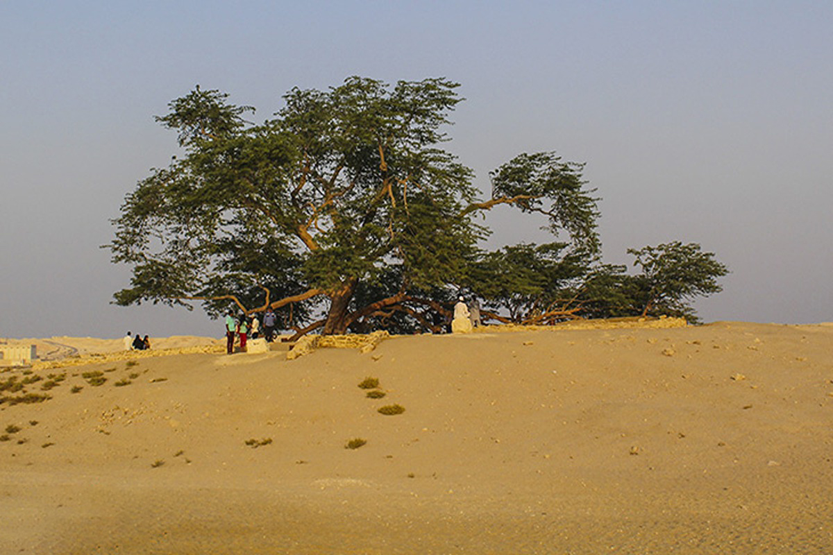  درخت زندگی، معجزه در قلب بیابان