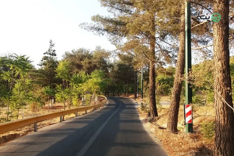 جنگل استوایی تهران؛ شگفت انگیزترین جنگل ایران در ورامین