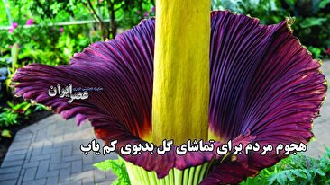 هجوم مردم برای تماشای گل بدبوی کم یاب / برخی با گیره بینی آمده‌اند (فیلم)