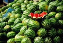 واکنش به یک ویدئوی وایرال شده / ادعای معاون دومای روسیه درباره هندوانه‌های ایرانی/ پاسخ کارشناس امنیت غذایی