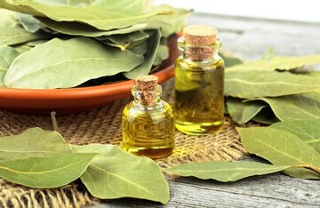 خواص درمانی و شگفت انگیز برگ یک گیاه برای سلامتی 1 خواص درمانی و شگفت انگیز برگ یک گیاه برای سلامتی