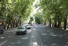 تخریب ریشه‌های درختان صد ساله خیابان ولیعصر؛ «آقای زاکانی تا کی می‌خواهید سکوت کنید؟»