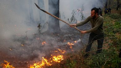 اعلام آخرین وضعیت جنگل‌های الیت پس از هشت روز آتش‌سوزی