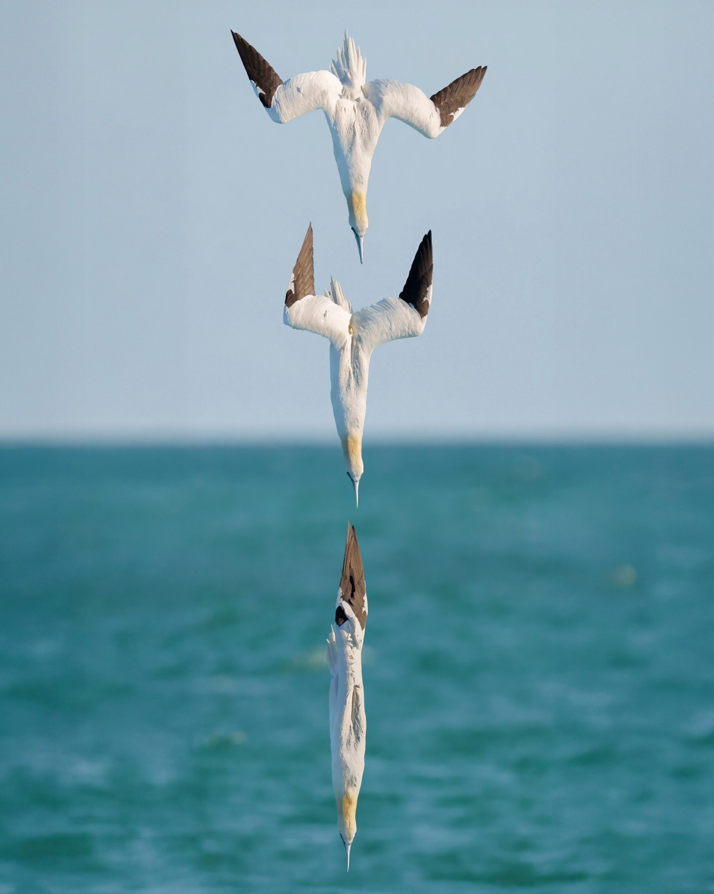 مجموعه‌ای از عکس‌های ترکیبی (کامپوزیت) و تک فریم از پرنده دریایی گانت شمالی (Northern Gannet) که در حال شیرجه زدن در سواحل فلوریدا است؛ عکس اول چهار موقعیت پرنده را روی هم نشان می‌دهد که شبیه به یک هیولای هیدرا شده و عکس دوم توالی تغییر فرم بدن پرنده هنگام شیرجه را به تصویر می‌کشد.