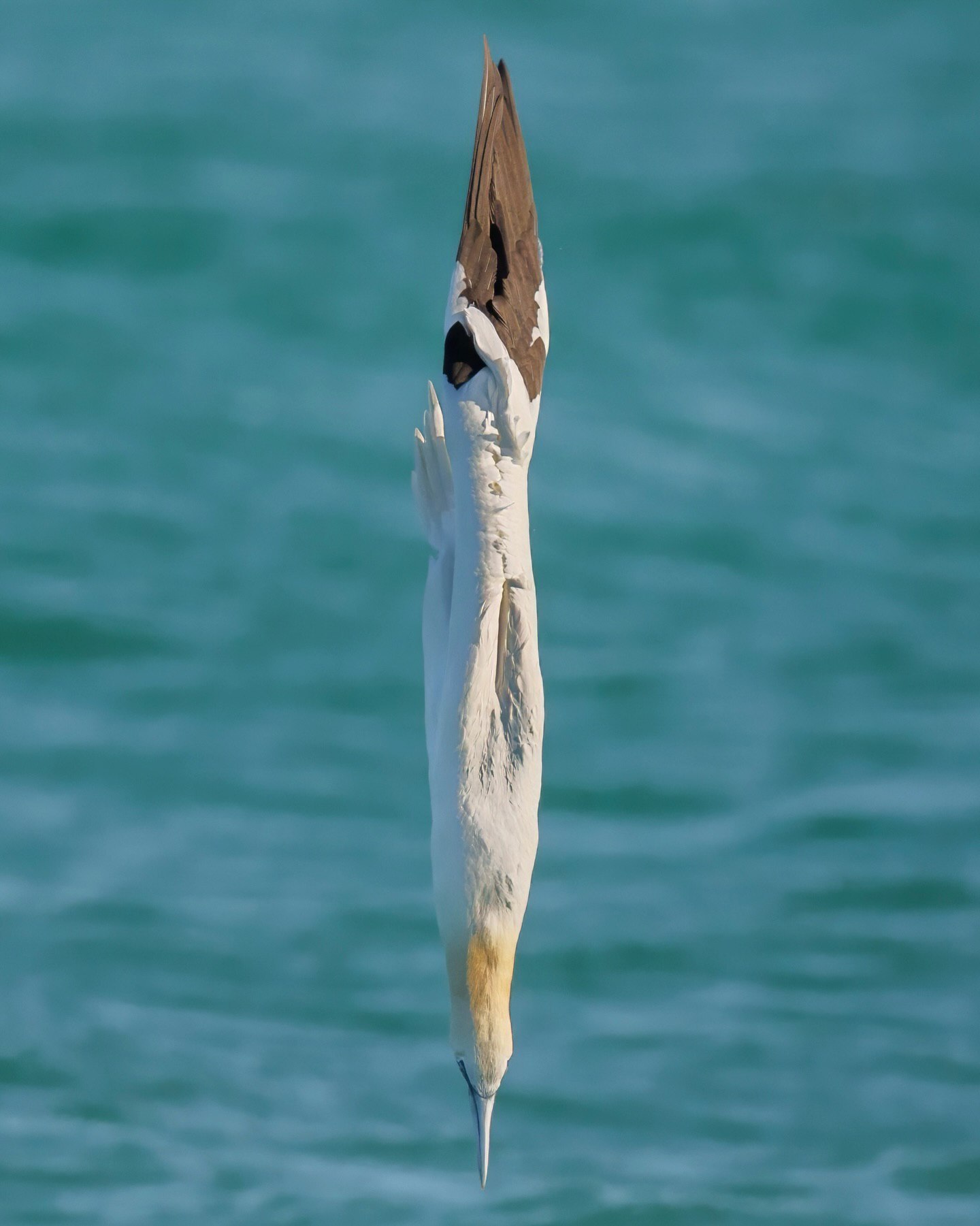 مجموعه‌ای از عکس‌های ترکیبی (کامپوزیت) و تک فریم از پرنده دریایی گانت شمالی (Northern Gannet) که در حال شیرجه زدن در سواحل فلوریدا است؛ عکس اول چهار موقعیت پرنده را روی هم نشان می‌دهد که شبیه به یک هیولای هیدرا شده و عکس دوم توالی تغییر فرم بدن پرنده هنگام شیرجه را به تصویر می‌کشد.
