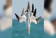 عکاسی ترکیبی برای ثبت شیرجه‌های برق‌آسای سفید غاز شمالی