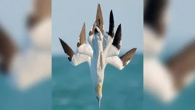 عکاسی ترکیبی برای ثبت شیرجه‌های برق‌آسای سفید غاز شمالی