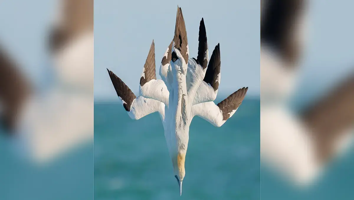 عکاسی ترکیبی برای ثبت شیرجه‌های برق‌آسای سفید غاز شمالی