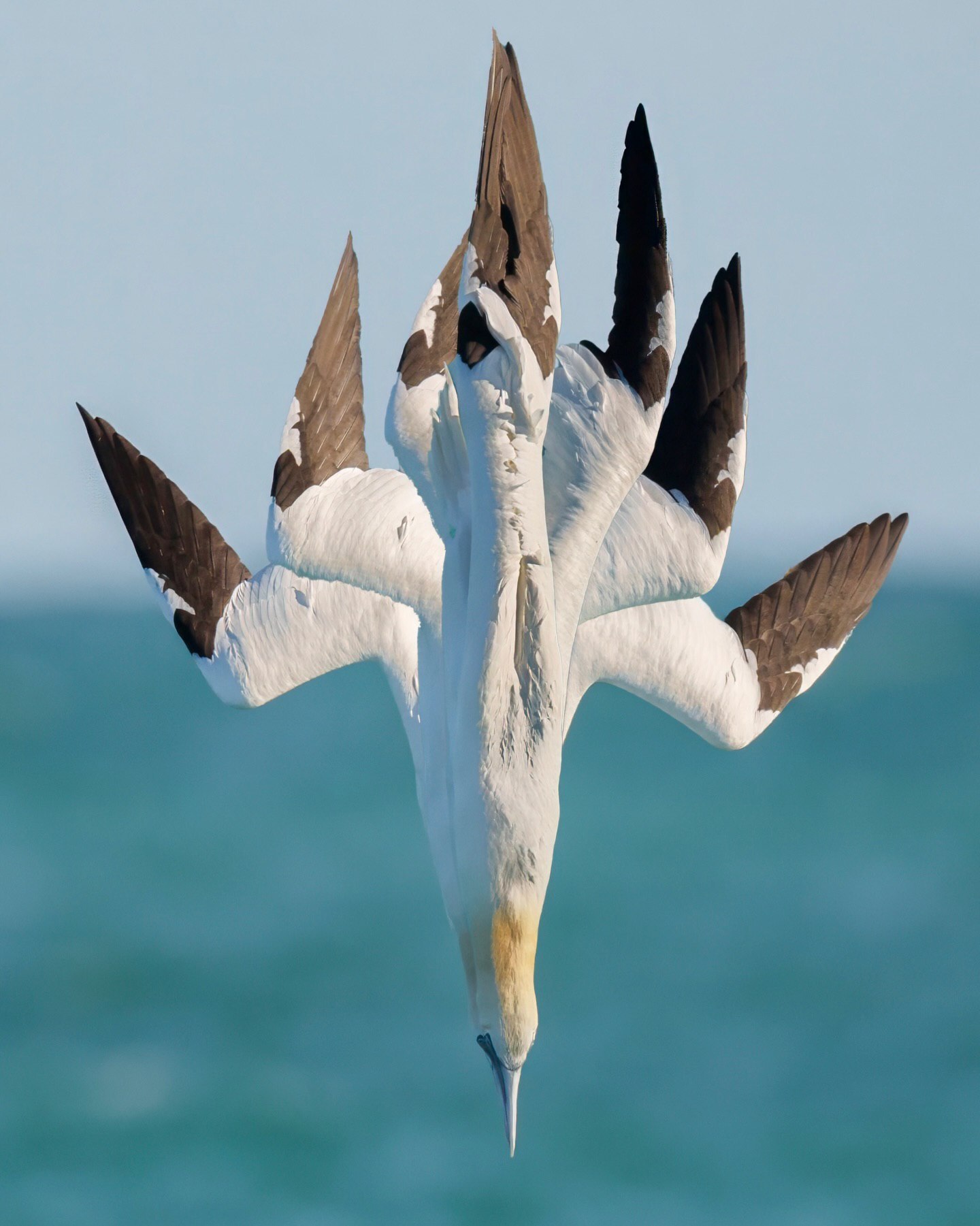 مجموعه‌ای از عکس‌های ترکیبی (کامپوزیت) و تک فریم از پرنده دریایی گانت شمالی (Northern Gannet) که در حال شیرجه زدن در سواحل فلوریدا است؛ عکس اول چهار موقعیت پرنده را روی هم نشان می‌دهد که شبیه به یک هیولای هیدرا شده و عکس دوم توالی تغییر فرم بدن پرنده هنگام شیرجه را به تصویر می‌کشد.